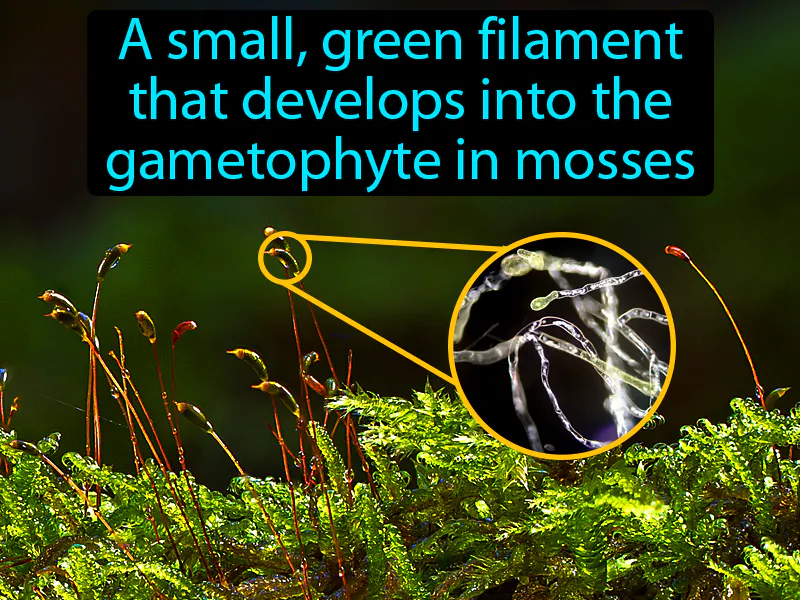 Protonema Definition