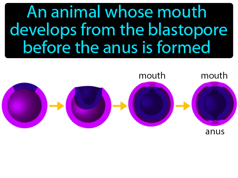 Protostome Definition