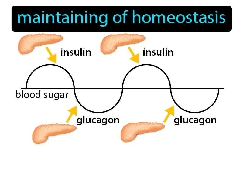 Regulation Definition