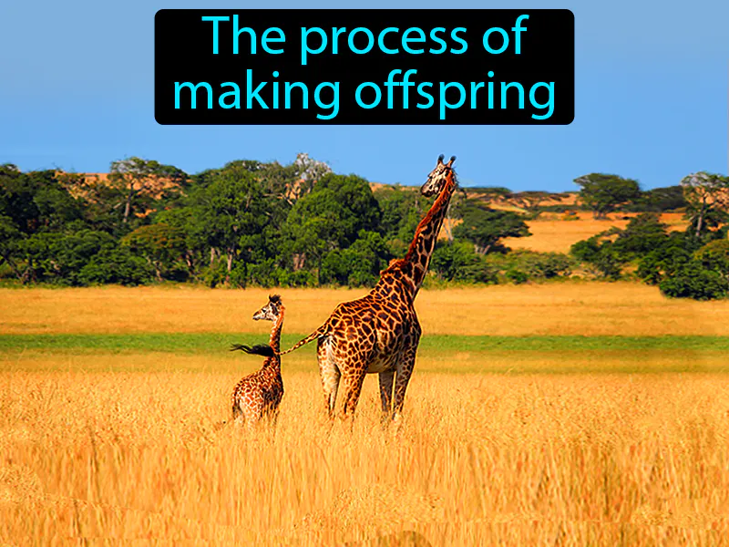 Reproduction Definition