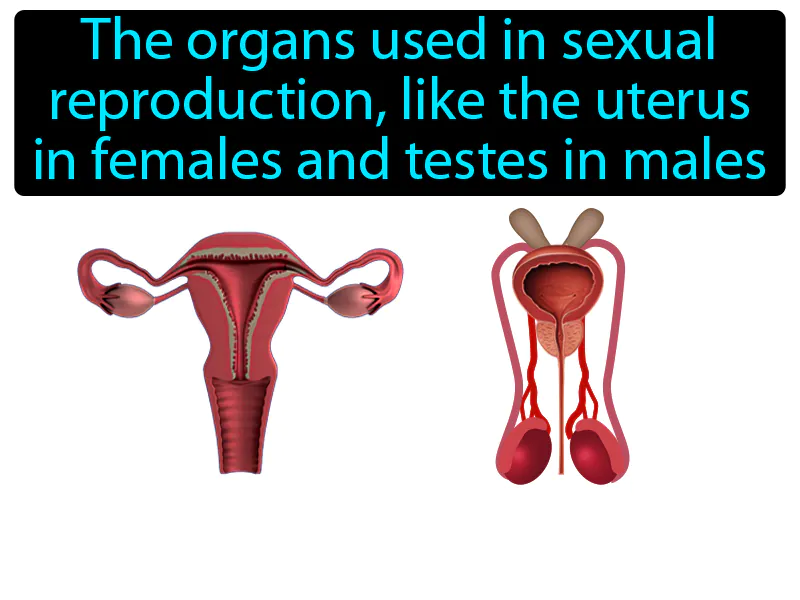 Reproductive System Definition