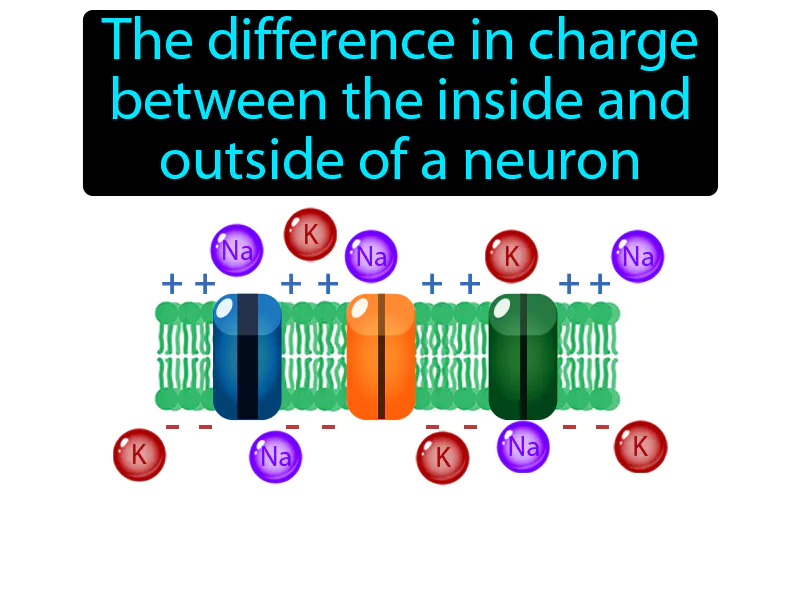 Resting Potential Definition