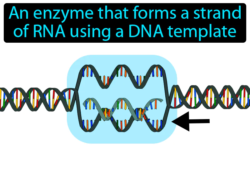 RNA Polymerase Definition
