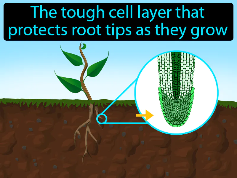 Root Cap Definition