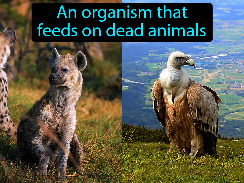 Scavenger Definition