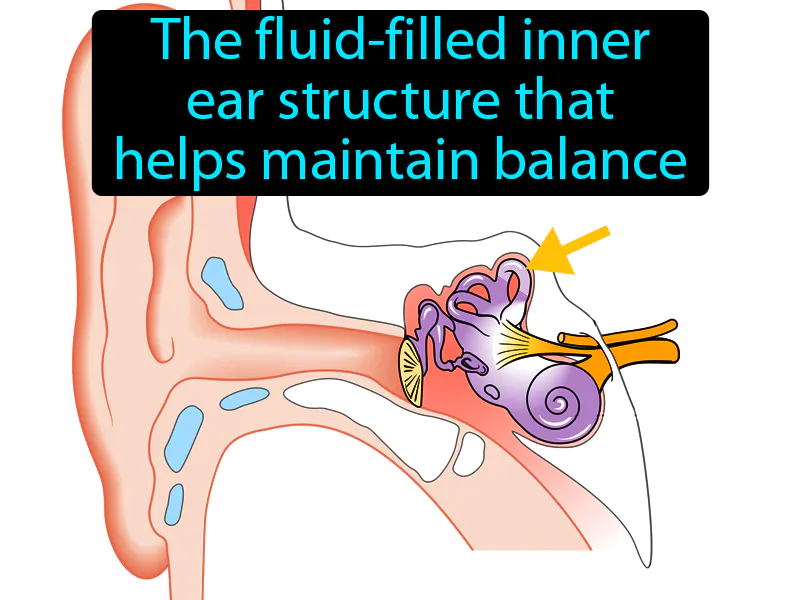 Semicircular Canal Definition