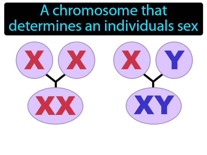 Sex Chromosome Definition Sex Chromosome Definition
