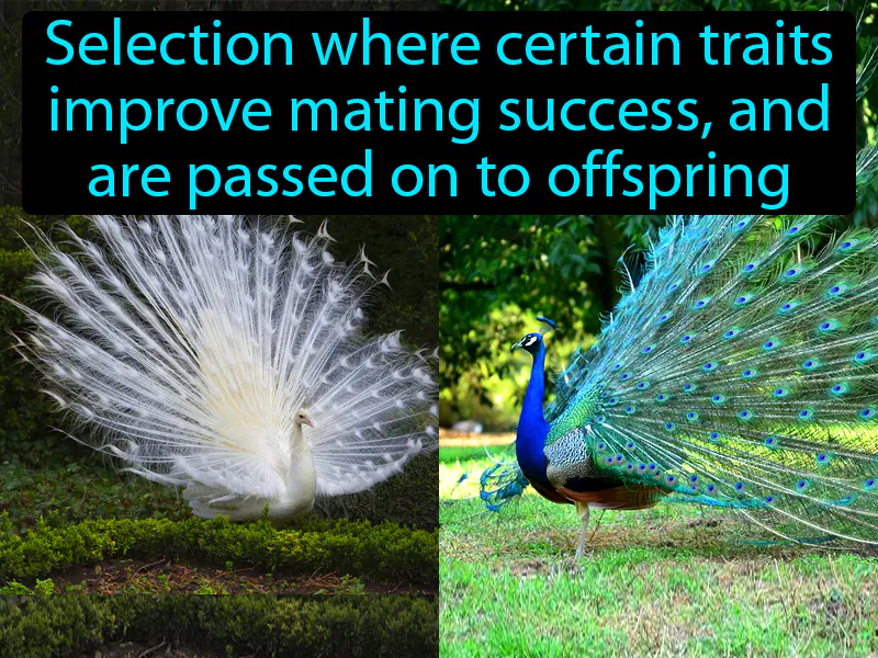 Sexual Selection Definition