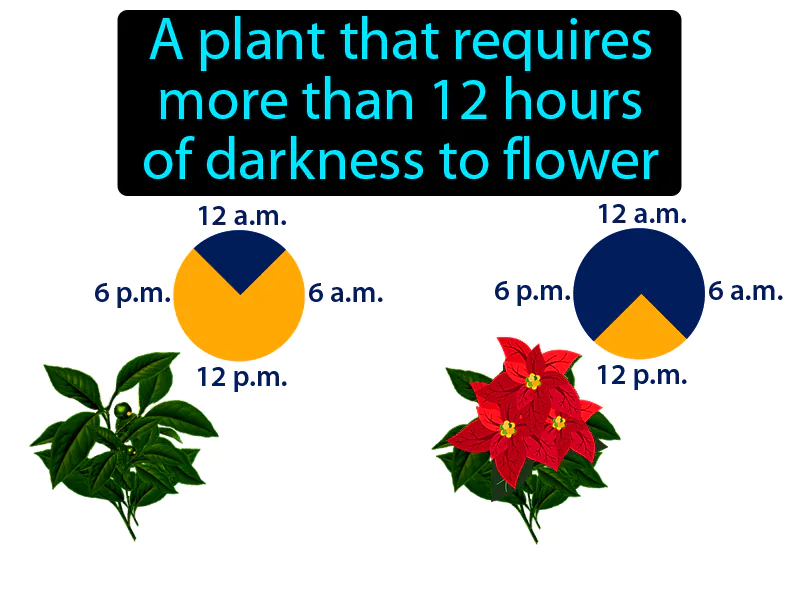 Short Day Plant Definition Short Day Plant Definition