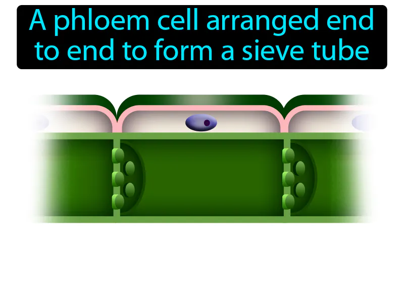 Sieve Tube Element Definition