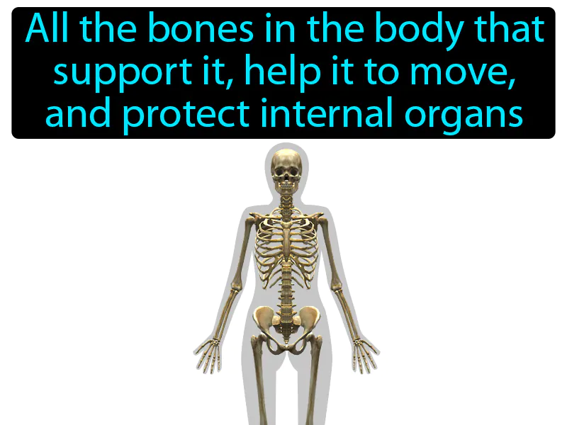 Skeletal System Definition