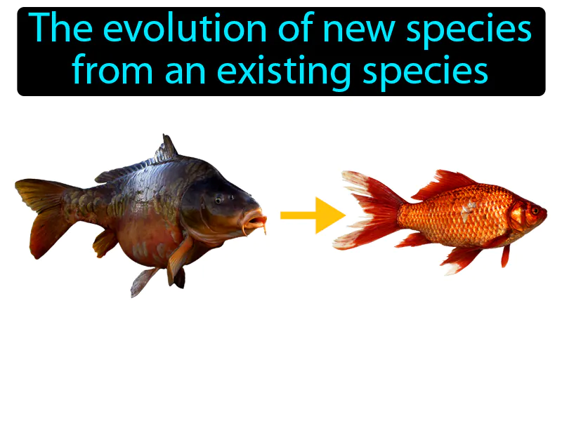 Speciation Definition