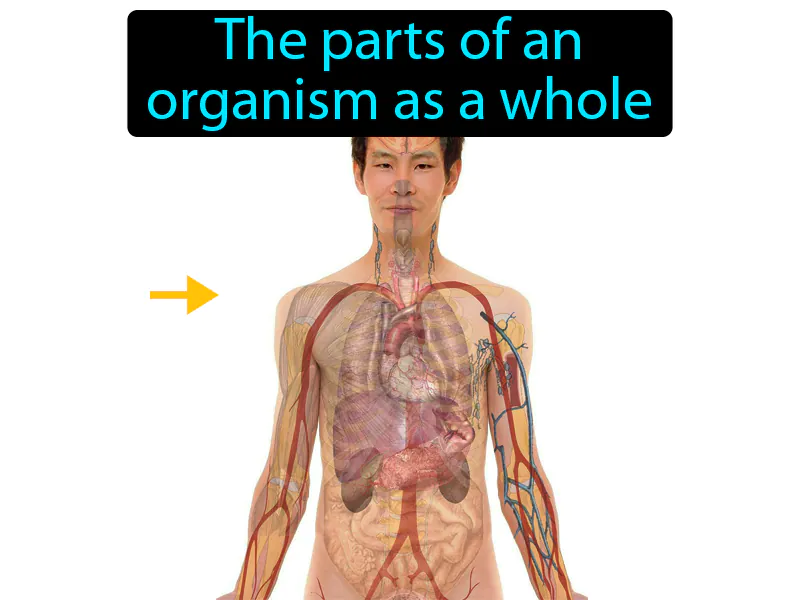 Structure Definition