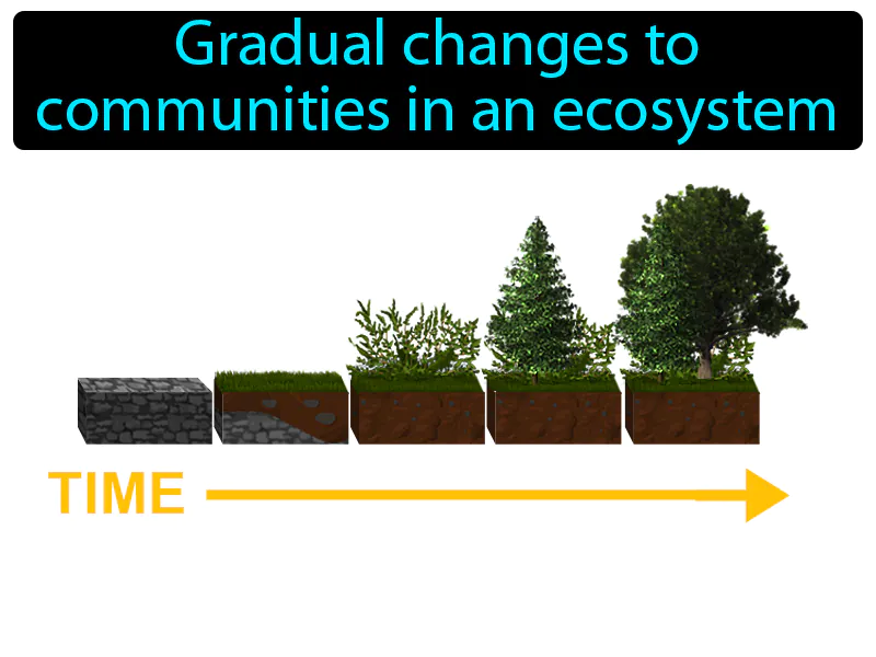Succession Definition