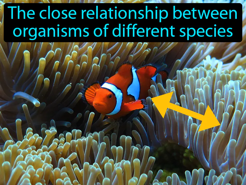 Symbiosis Definition