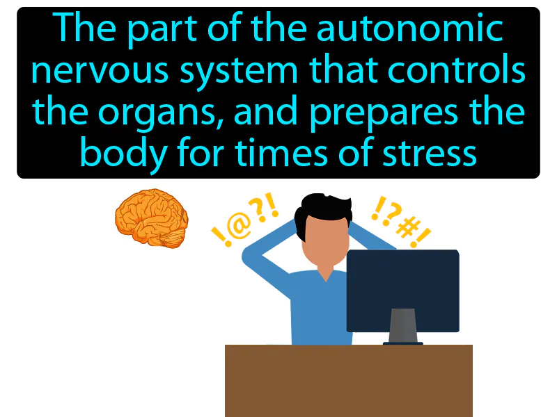 Sympathetic Nervous System Definition