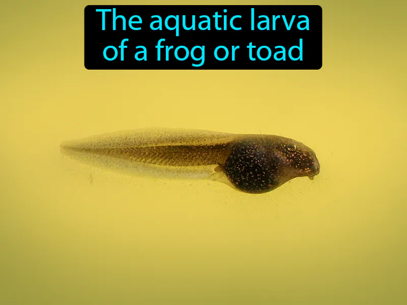Tadpole Definition