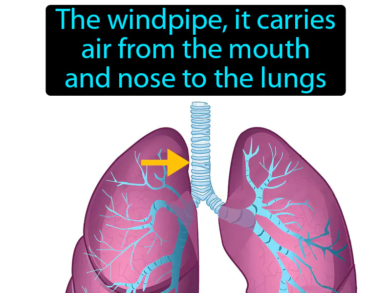 Trachea Definition Trachea Definition