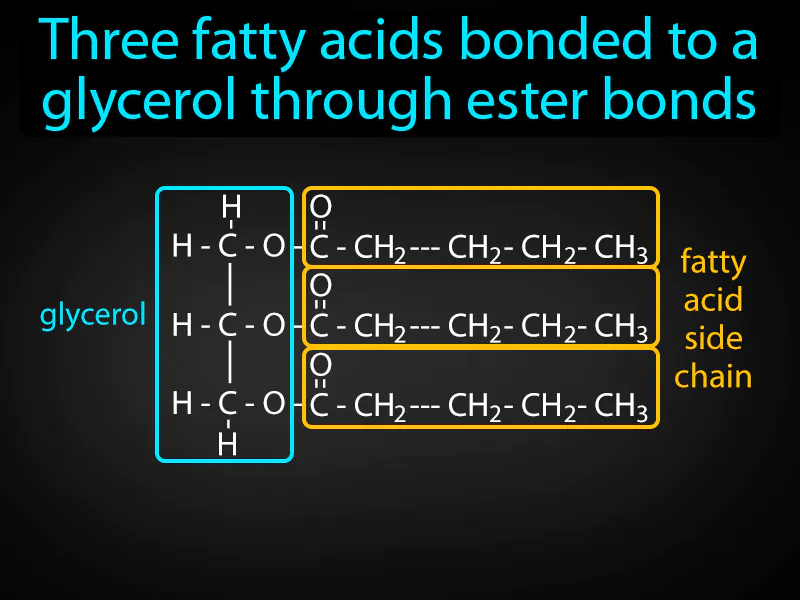 Triglyceride Definition