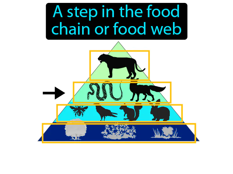 Trophic Level Definition