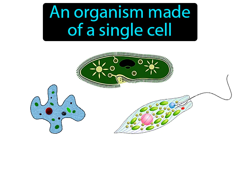Unicellular Definition