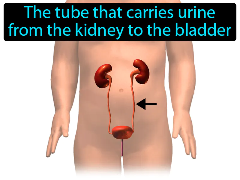 Ureter Definition
