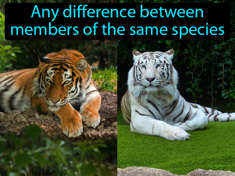 Variation Definition