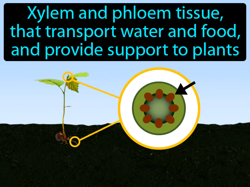 Vascular Tissue Definition