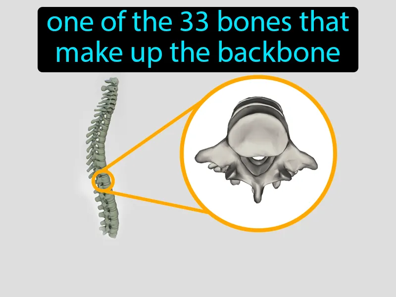 Vertebrae Definition Vertebrae Definition