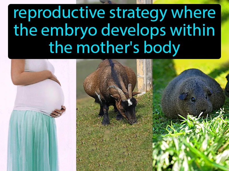 Viviparous Definition