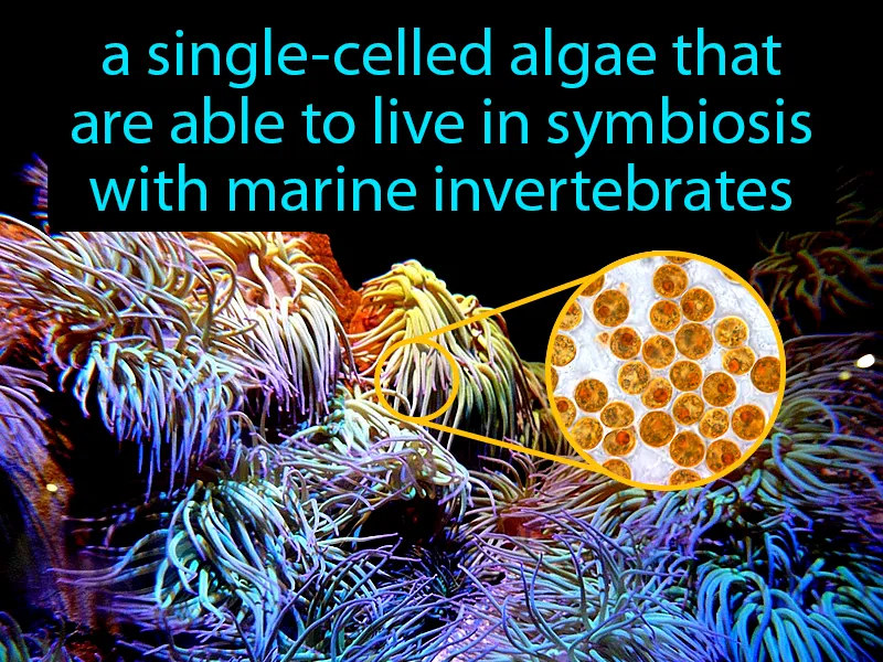 Zooxanthellae Definition
