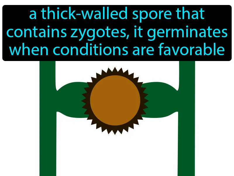 Zygospore Definition