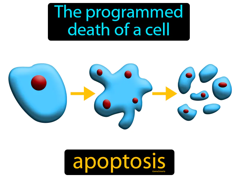 Apoptosis Definition Apoptosis Definition