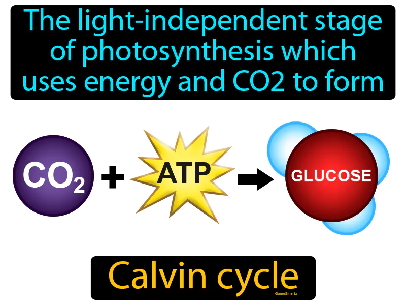 Calvin Cycle Definition Calvin Cycle Definition