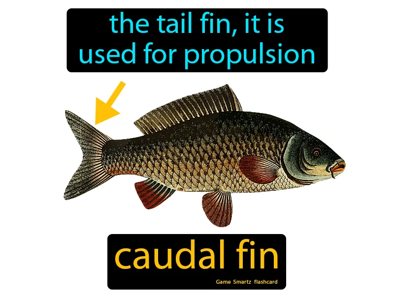 Caudal Fin Definition Caudal Fin Definition