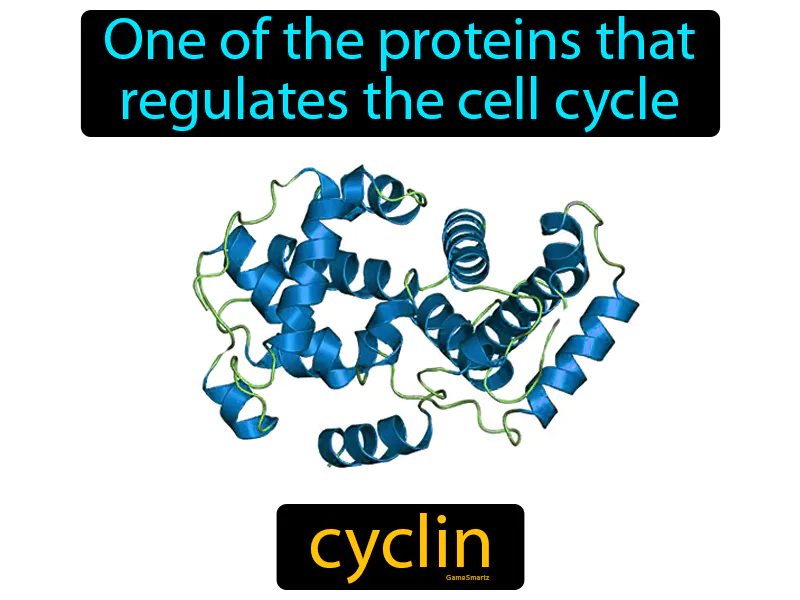 Cyclin Definition Cyclin Definition