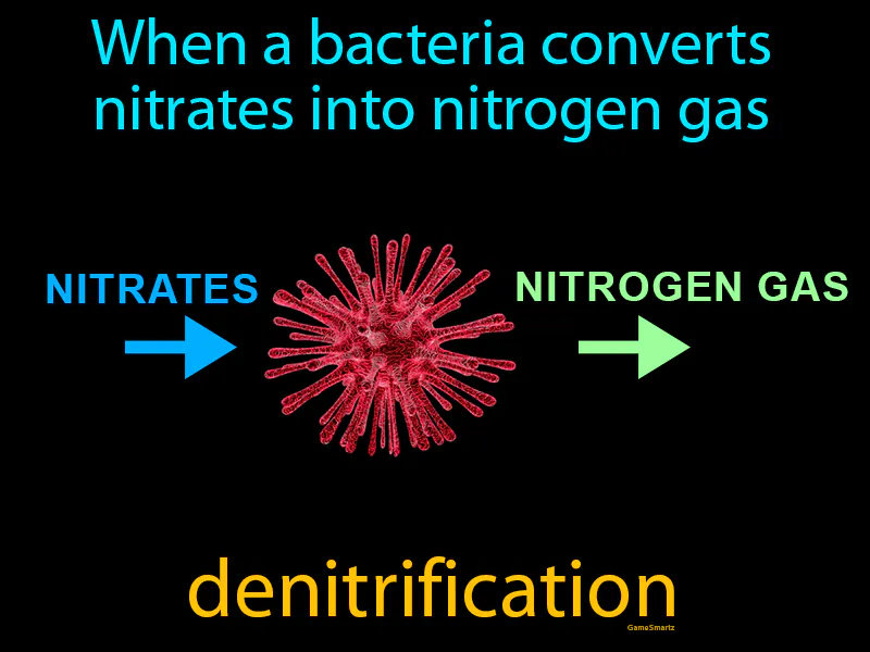 Denitrification Definition Denitrification Definition