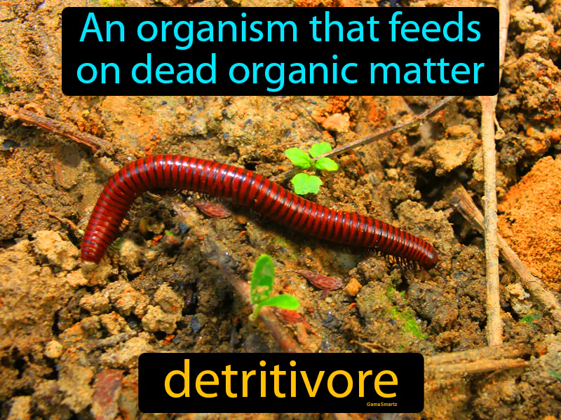 Detritivore Definition Detritivore Definition