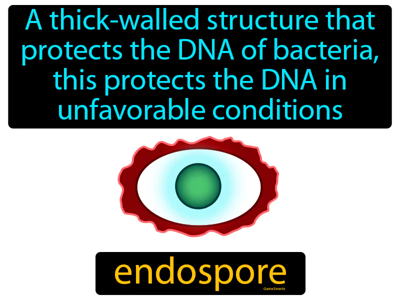 Endospore Definition Endospore Definition