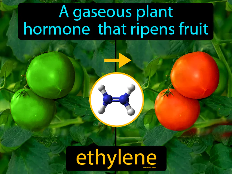 Ethylene Definition Ethylene Definition