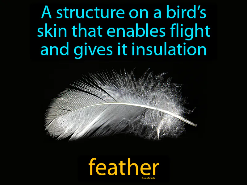 Feather Definition Feather Definition