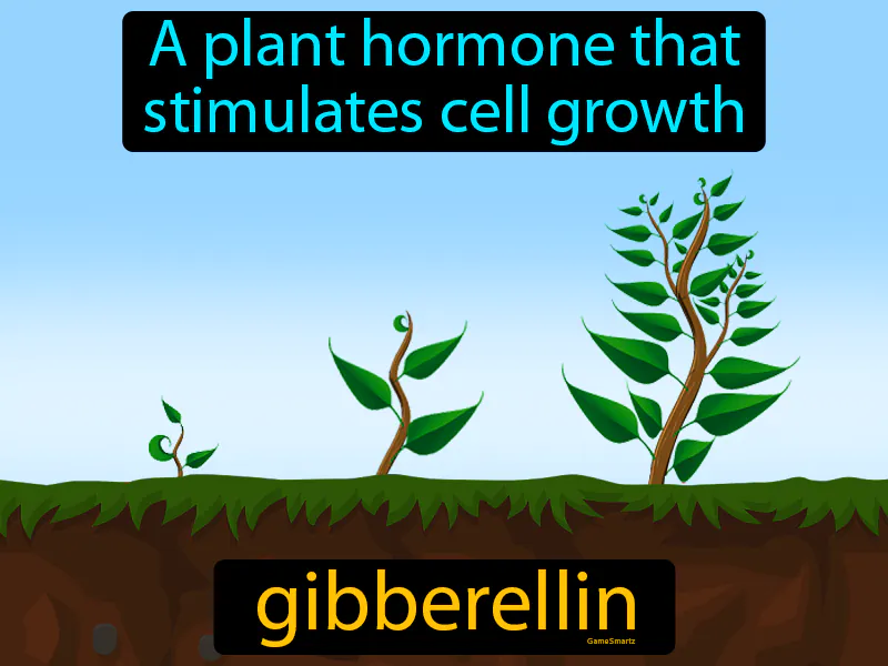 Gibberellin Definition Gibberellin Definition