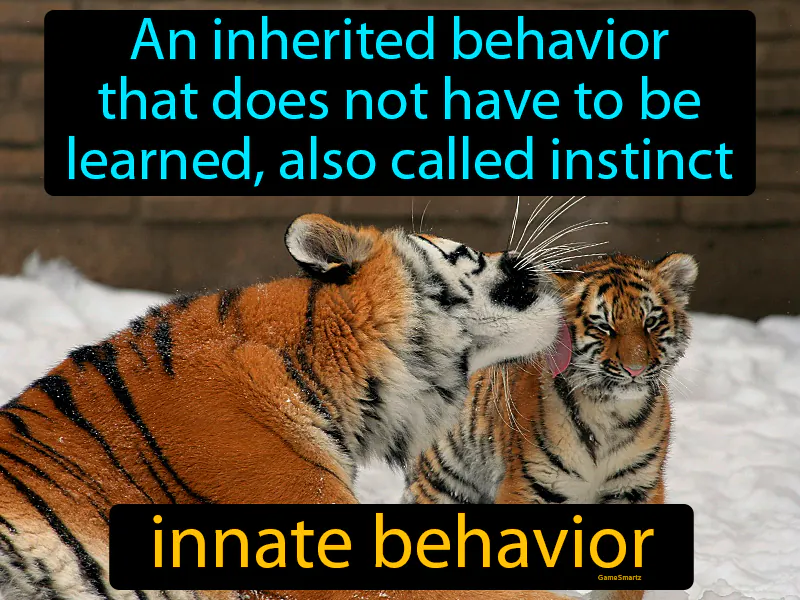 Innate Behavior Definition Innate Behavior Definition