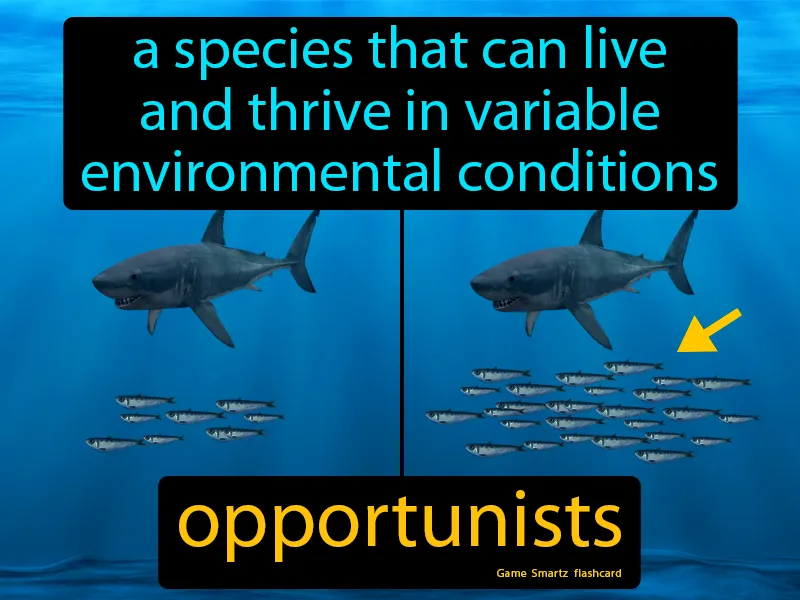 Opportunists Definition Opportunists Definition