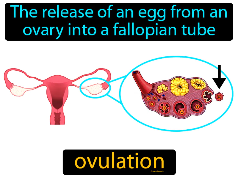Ovulation Definition Ovulation Definition