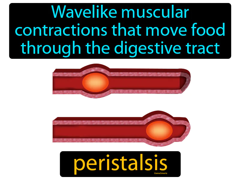 Peristalsis Definition Peristalsis Definition