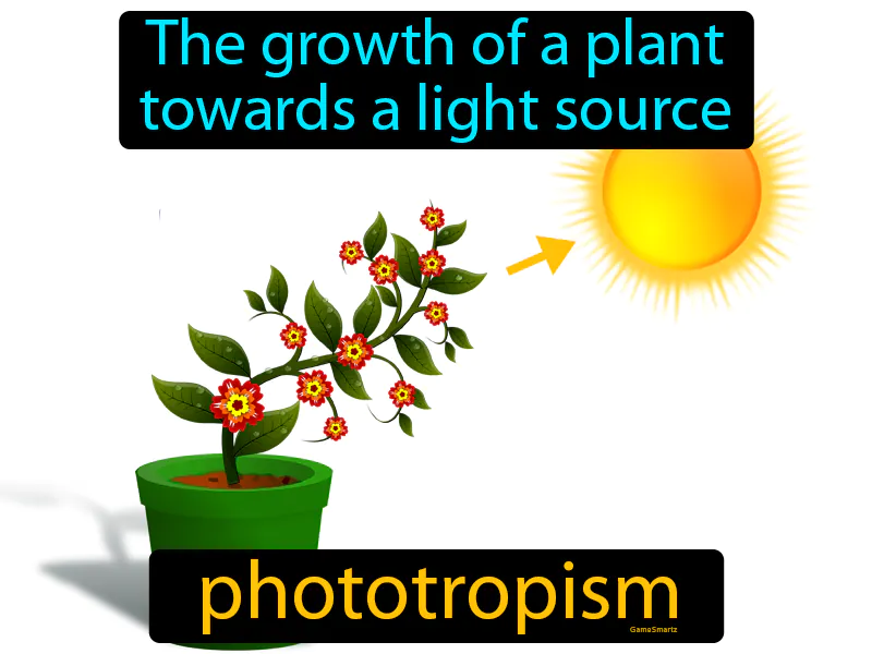 Phototropism Definition Phototropism Definition