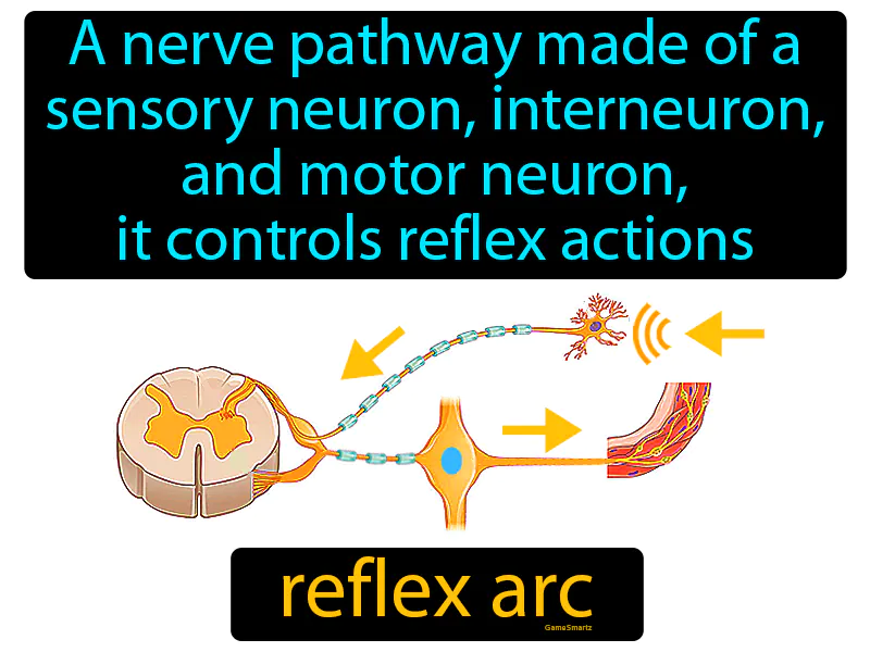 Reflex Arc Definition Reflex Arc Definition