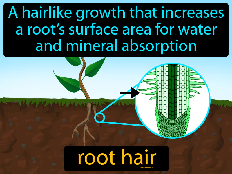 Root Hair Definition Root Hair Definition