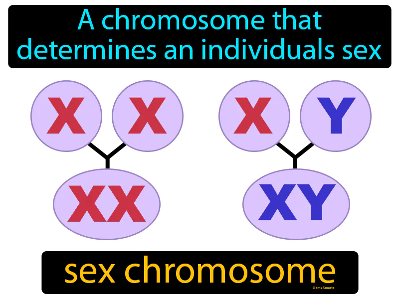 Sex Chromosome Definition Sex Chromosome Definition